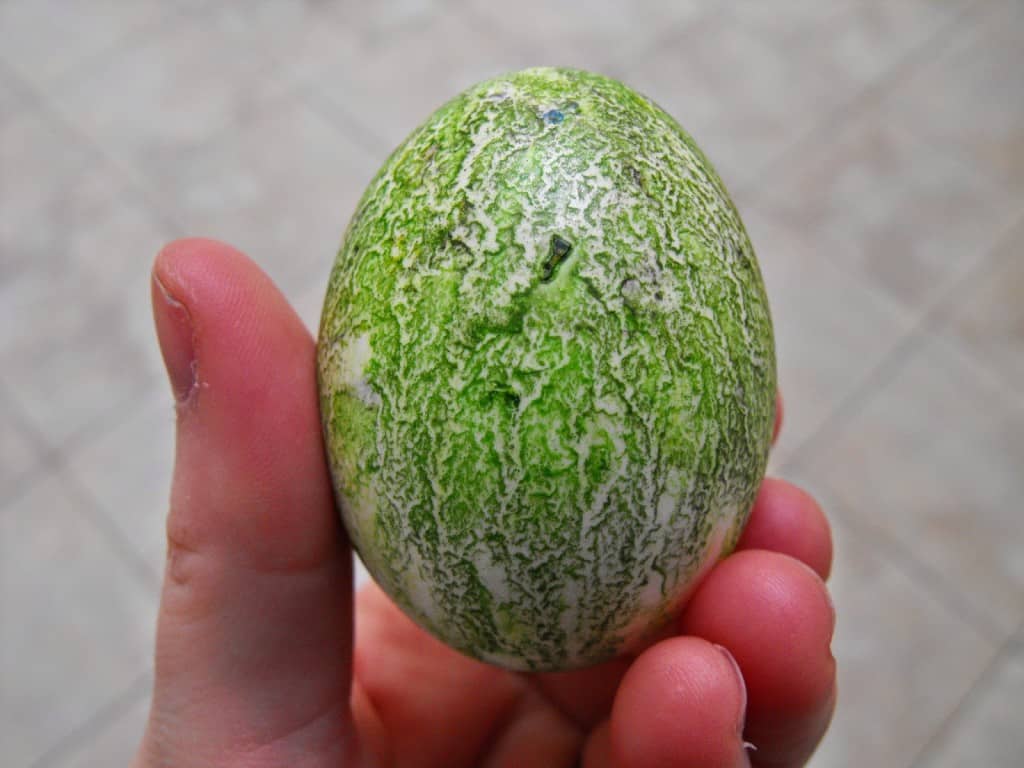 close up of beautiful green egg