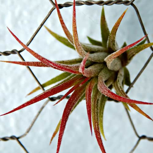 close up of air plant on chicken wire
