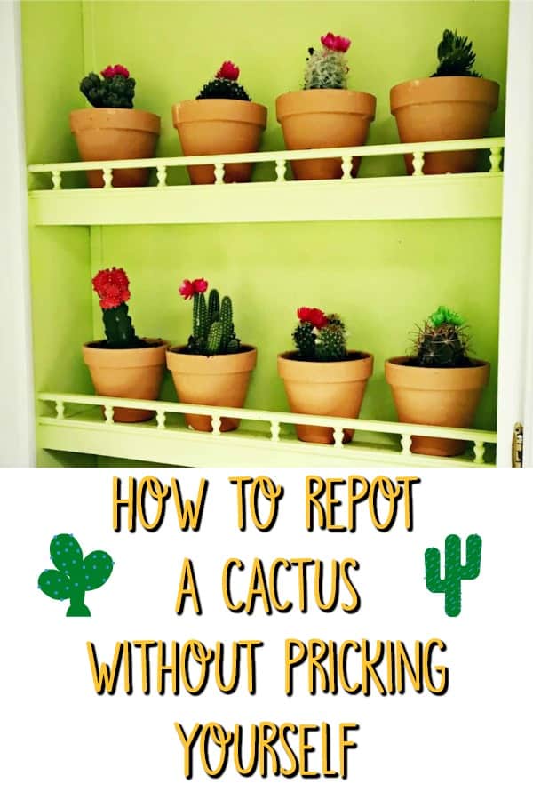 how to repot a cactus