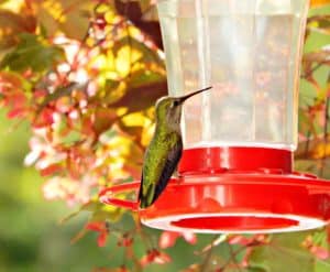 Hummingbird Food