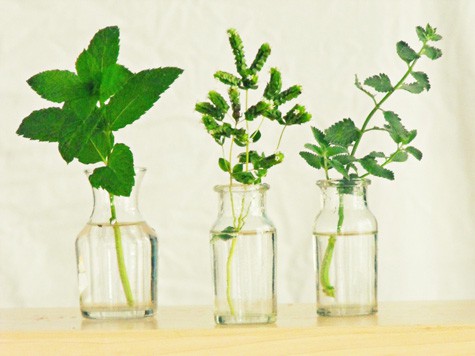 how to propagate herbs 6