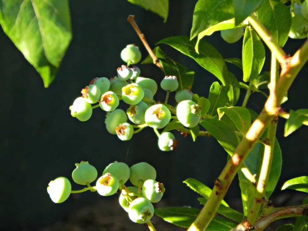 blueberries growing on a bush
