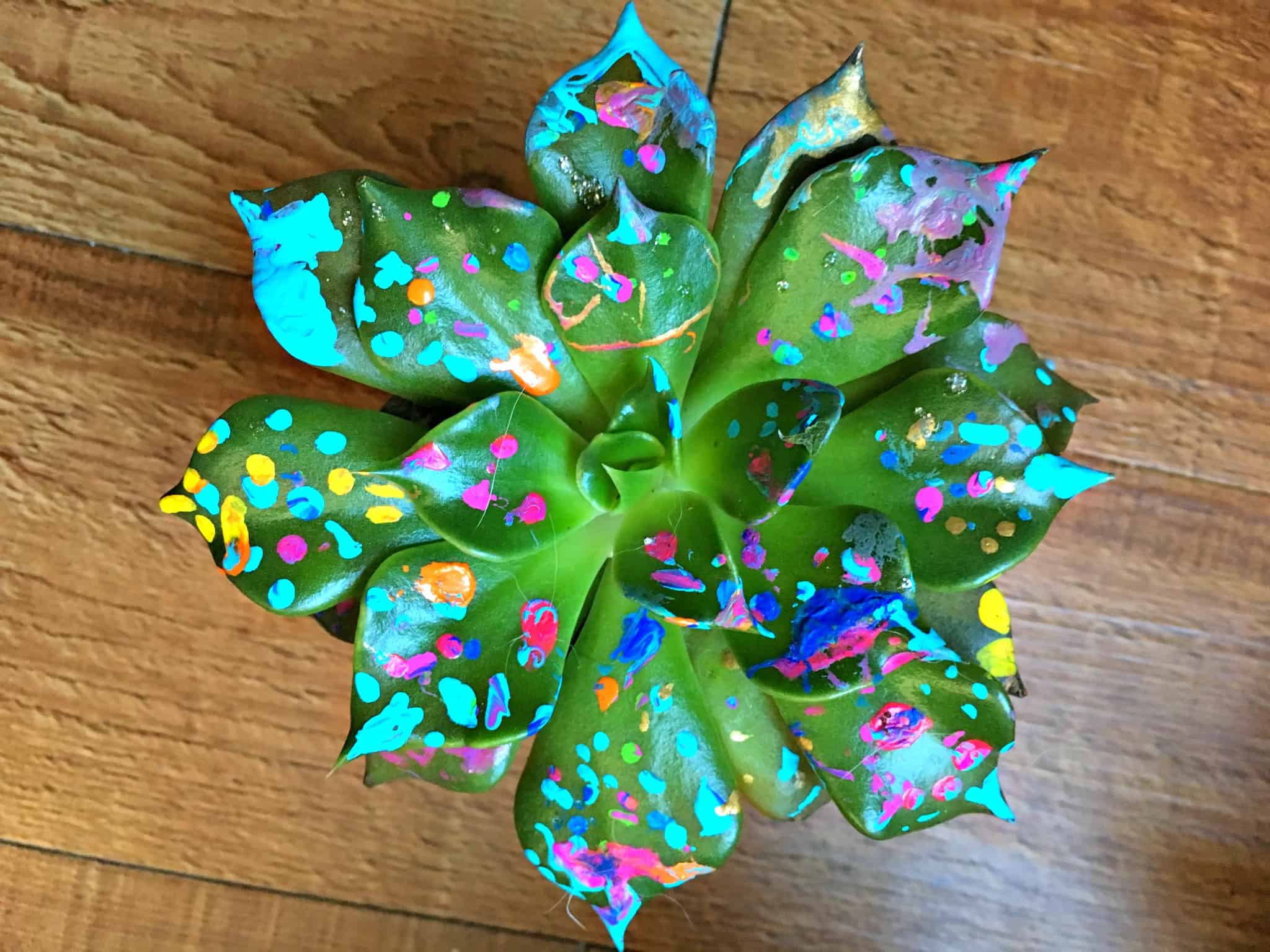 Painted Succulents: The Most Controversial Houseplant - Crafty Little ...