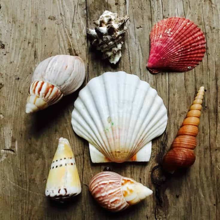 group of seashells