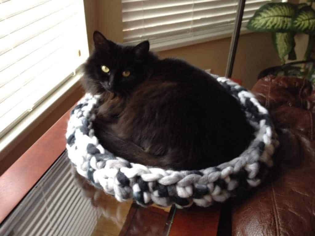 cat sleeping in finished cat bed.