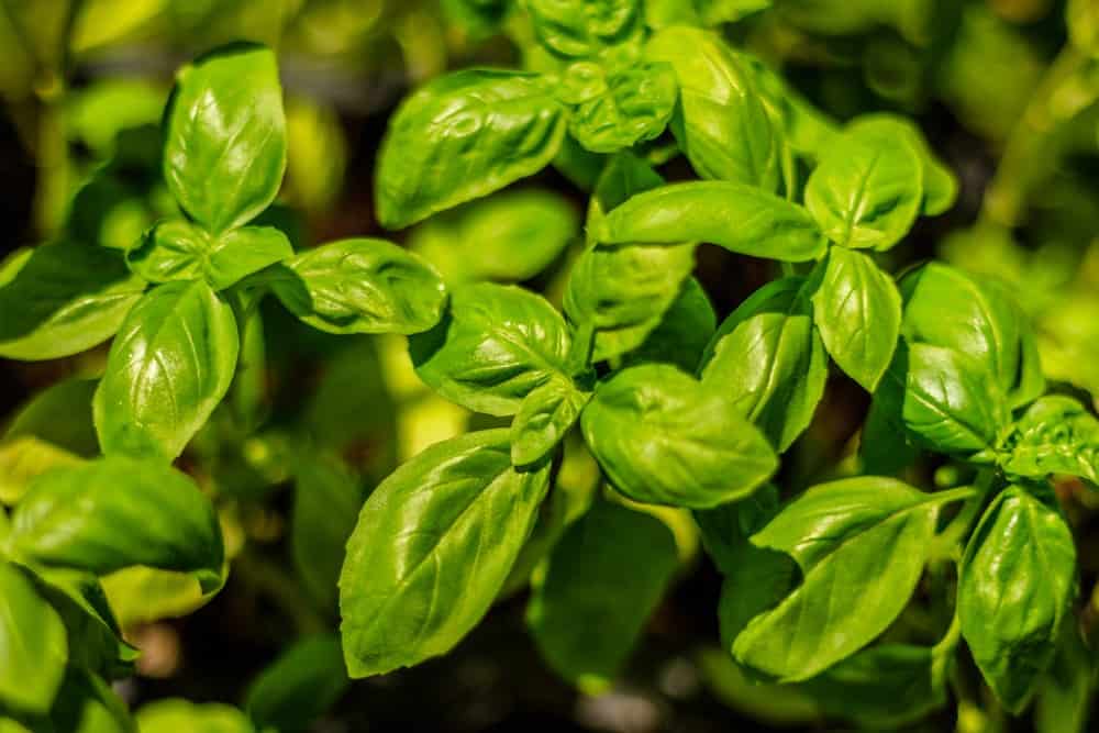 10 best herbs to grow all year round