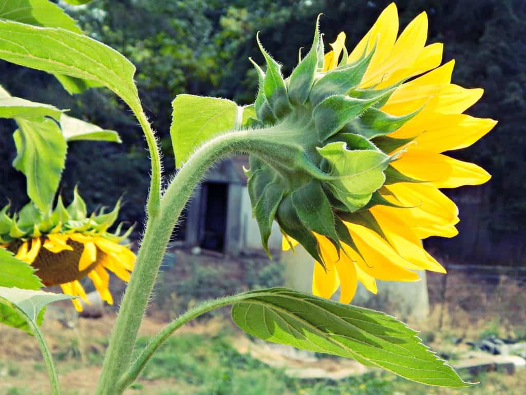 sunflower