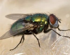 Close up of house fly