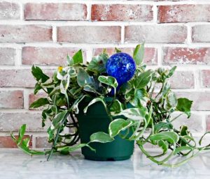 houseplant with water bulb on white counter and brick background