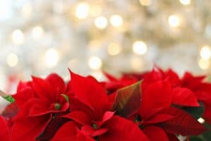 poinsettia flowers with christmas lights in the background