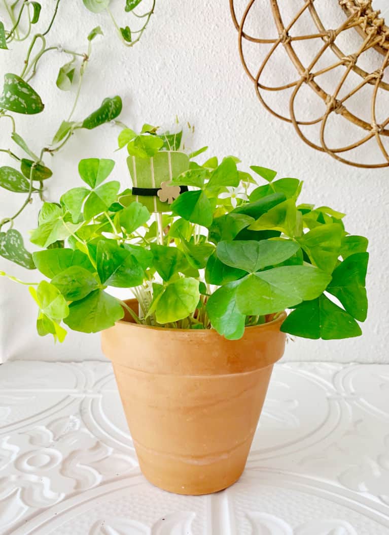shamrock plant marker