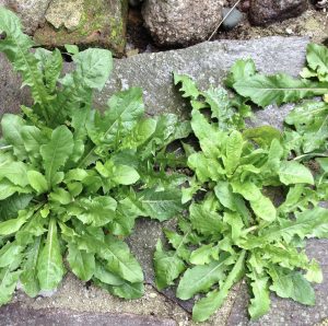 Weeds growing out of concrete