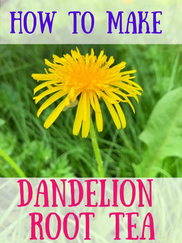 how to make dandelion root tea