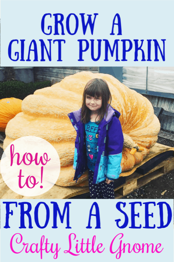 how to grow a giant pumpkin