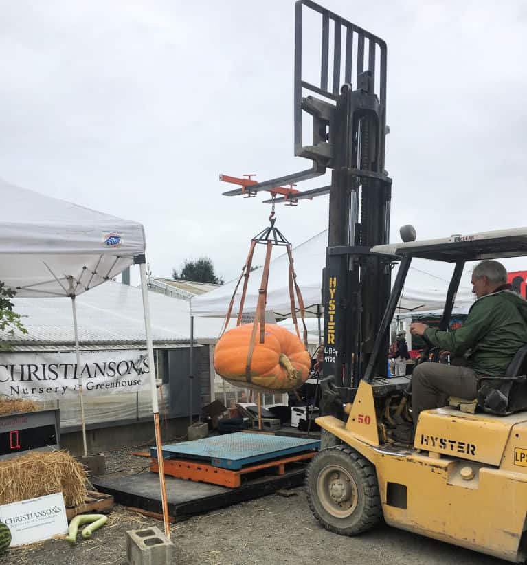giant pumpkin lifted with a forklift