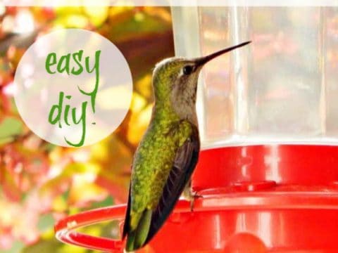 How To Make Hummingbird Nectar Diy Don T Buy Crafty Little Gnome