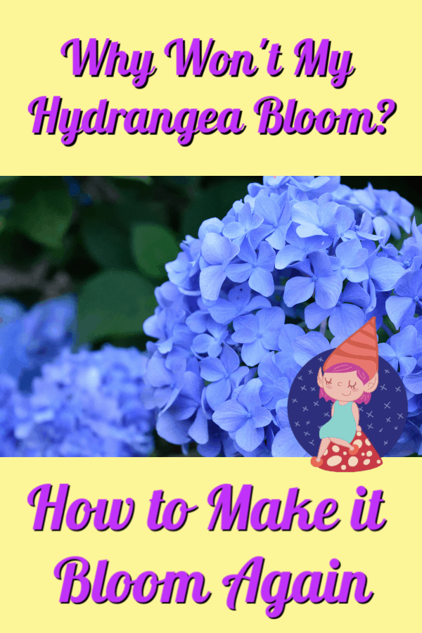 why won't hydrangea bloom?