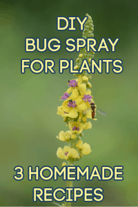 homemade bug spray for plants