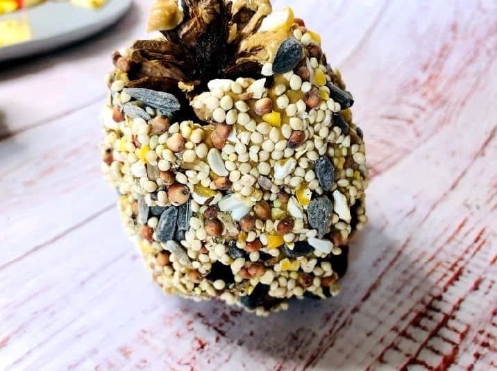 pine cone covered in bird seed. 