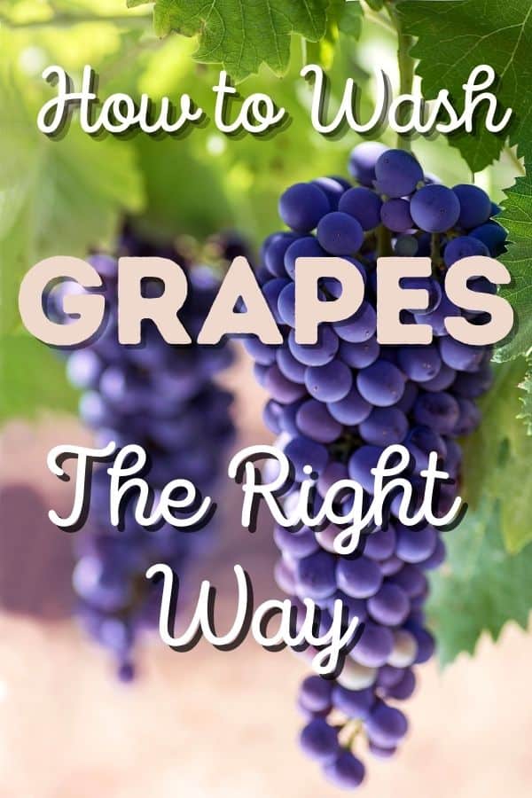 purple grapes hanging from a vine with text in front "how to wash grapes the right way"