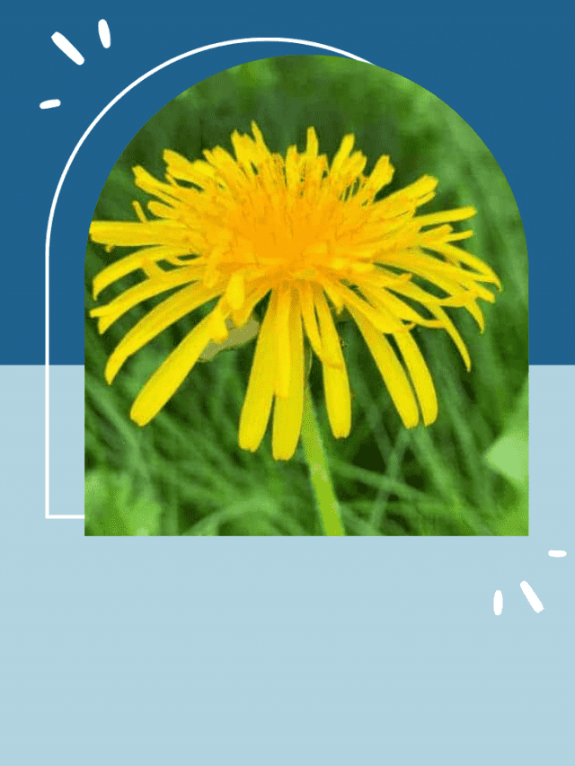 HOW TO PERMANENTLY KILL GRASS AND WEEDS WITH SALT, VINEGAR AND DAWN (Less) Dirty