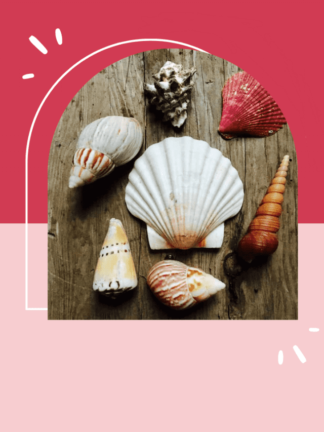 HOW TO DRILL A HOLE IN A SEASHELL