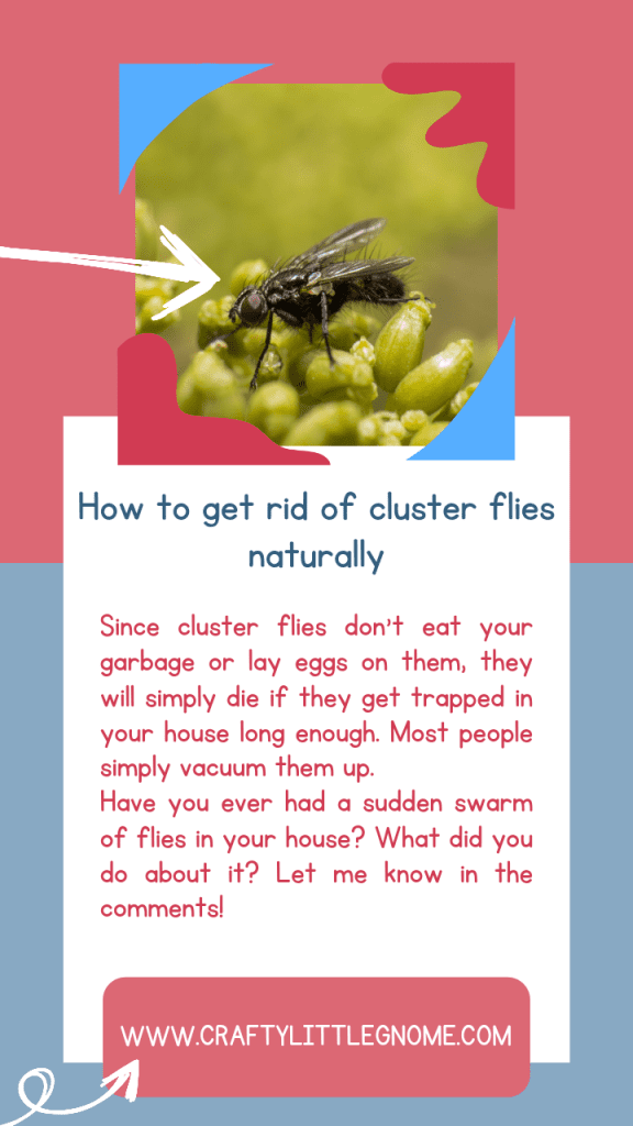 Why Are There Flies In My House All Of A Sudden Crafty Little Gnome