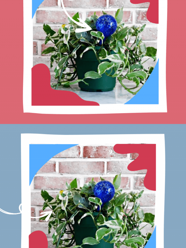 How To Get Rid Of Fungus Gnats In Your Houseplants