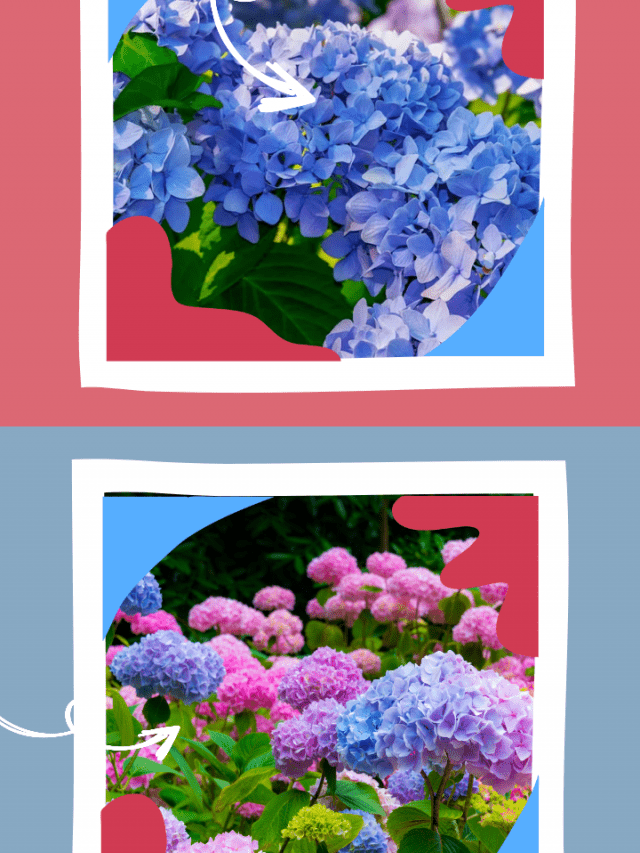 When Should Hydrangeas Be Pruned