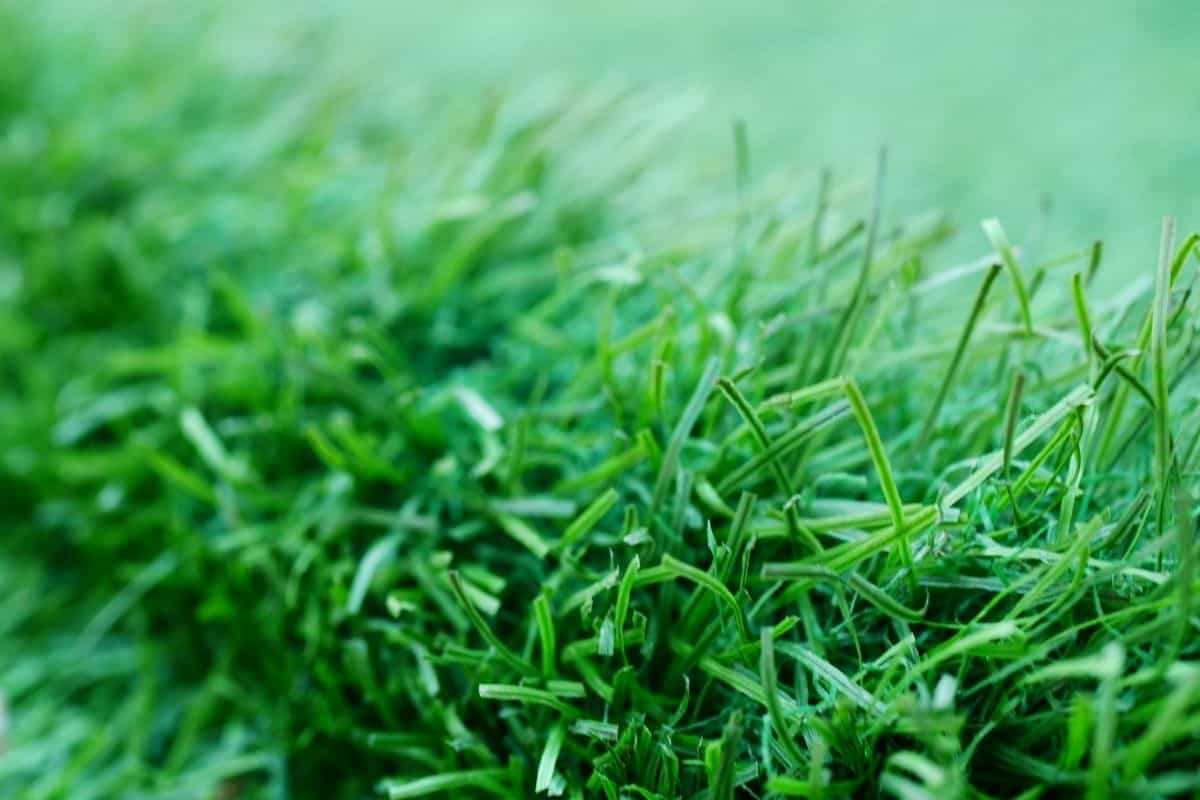 How To Clean Artificial Grass 0