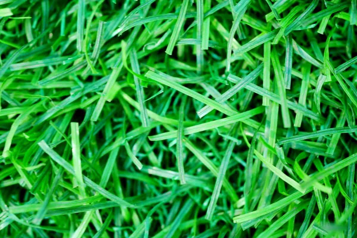 Close up of clean artificial grass. 