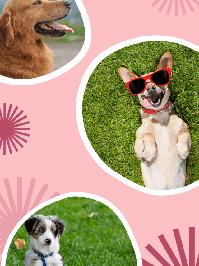 WHOLE HOUSE SMELLS LIKE DOG URINE? DO THIS NOW!