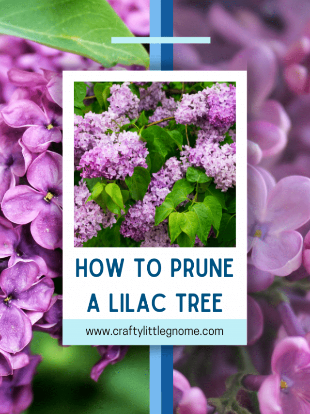 How to Prune a Lilac Tree