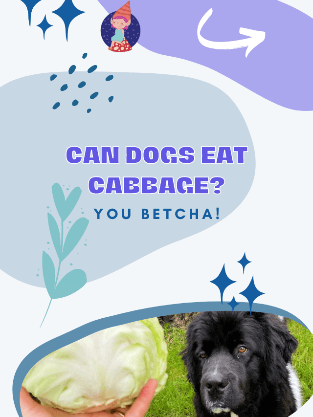 CAN DOGS EAT CABBAGE? YOU BETCHA!