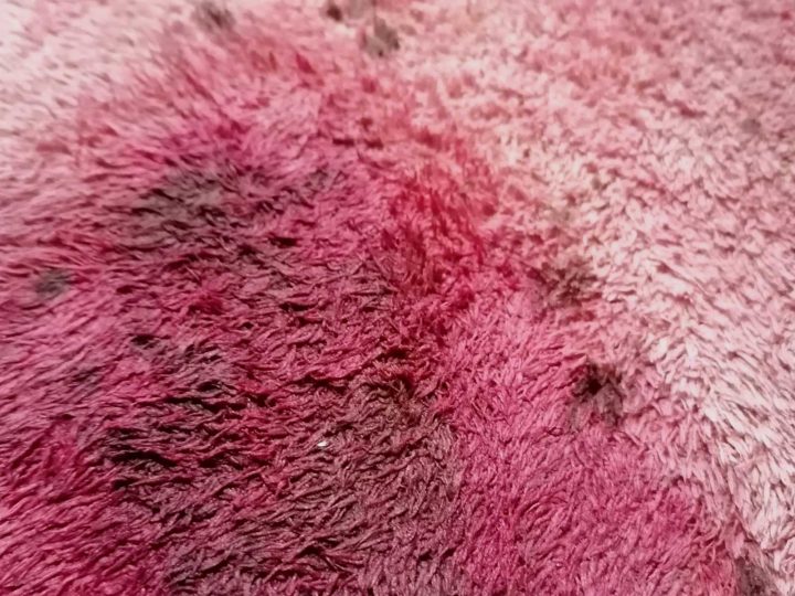 How To Get Blood Out Of Carpet Crafty Little Gnome