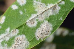 How-To-Get-Mildew-Smell-Out-Of-Clothes