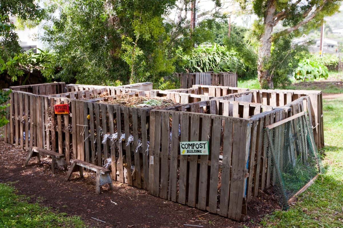 A group of compost bins lined up and filled with yard waste. 