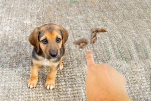 How To Get Poop Out Of Carpet