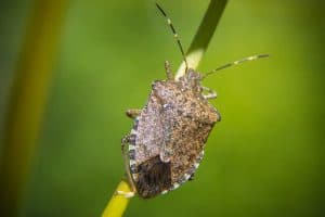 How To Get Rid of Stink Bugs
