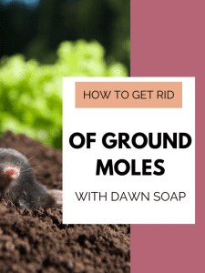 Read on for the full recipe and find out what smells moles hate and other easy ways to keep rodents out of your yard.