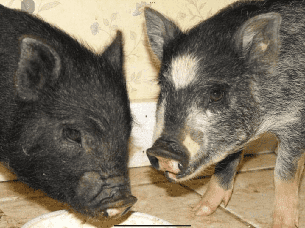 Two pot bellied pigs eating. 