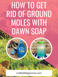How to Get Rid of Ground Moles with Dawn Soap.
