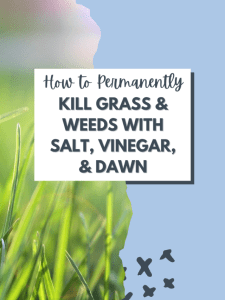 How to Permanently Kill Grass and Weeds with Salt, Vinegar and Dawn.