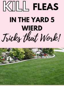 Kill Fleas in the Yard 5 Weird Tricks that Work .