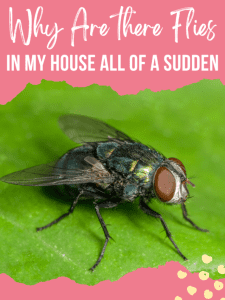 Why are there Flies in my House all of a Sudden .
