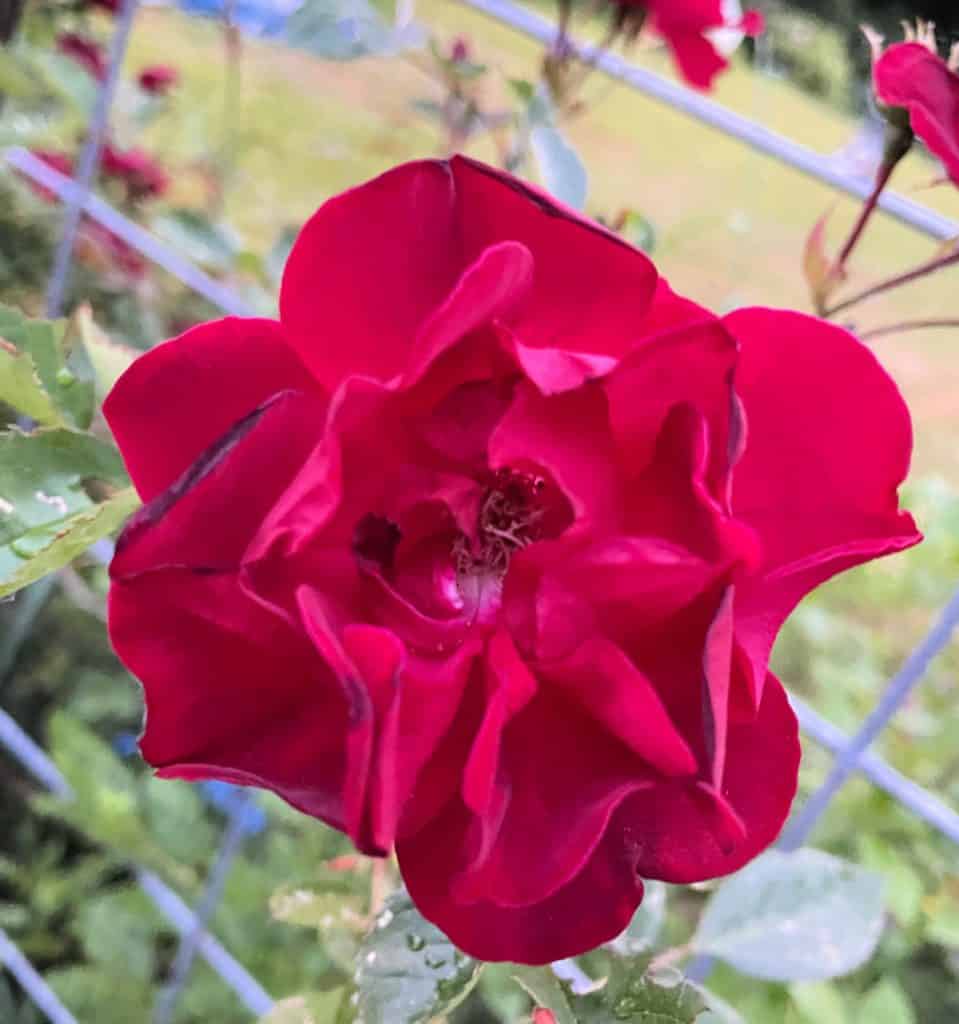 Close up of a red rose