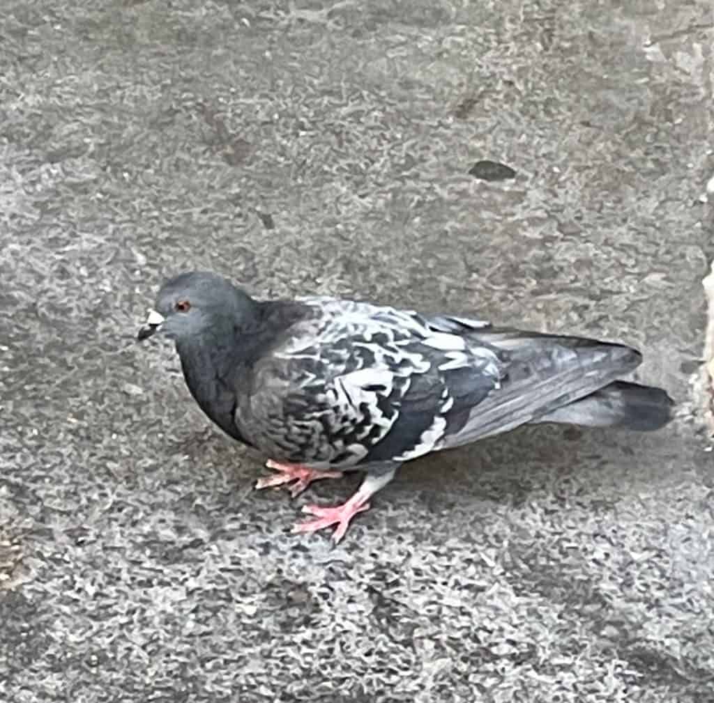 Pigeon walking on cement.