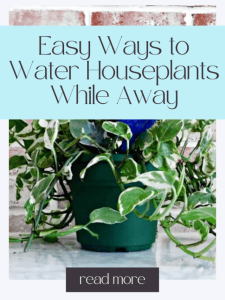 Easy Ways to Water Houseplants While Away.