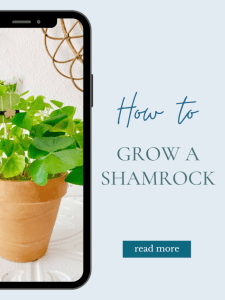 How to Grow a Shamrock.