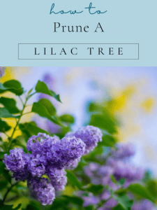 How to Prune a Lilac Tree.